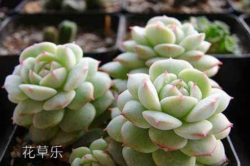 中草药多有——人妻有码精品视频在线，千载传承的绿色宝藏